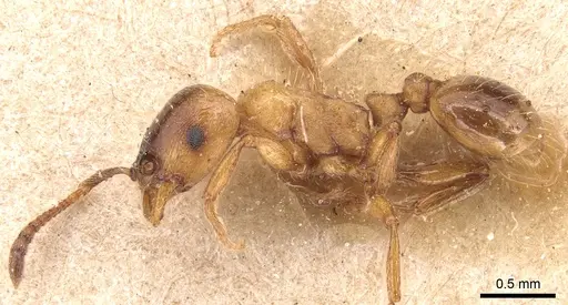 Strongylognathus destefanii specimen CASENT0904865 image casent0904865_3