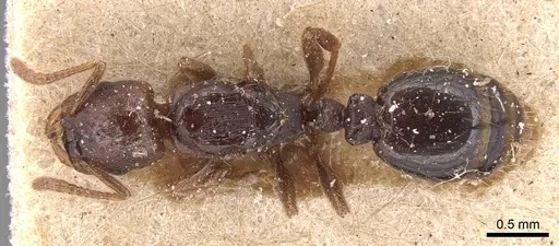 Strongylognathus destefanii specimen CASENT0904869 image casent0904869_1