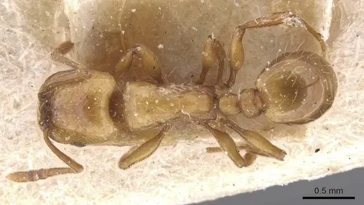 Strongylognathus destefanii specimen CASENT0913974 image casent0913974_1