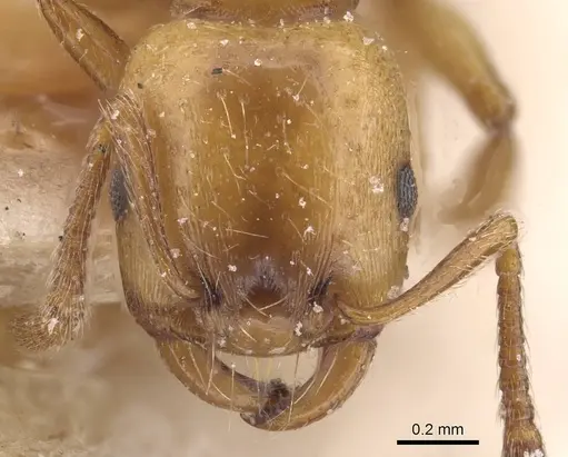 Strongylognathus destefanii specimen CASENT0913974 image casent0913974_2