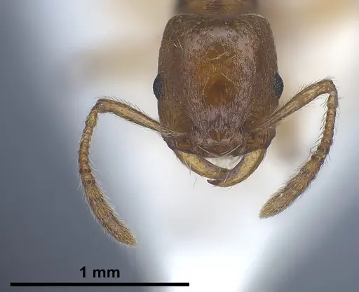 Strongylognathus huberi specimen ANTWEB1041372 image antweb1041372_1