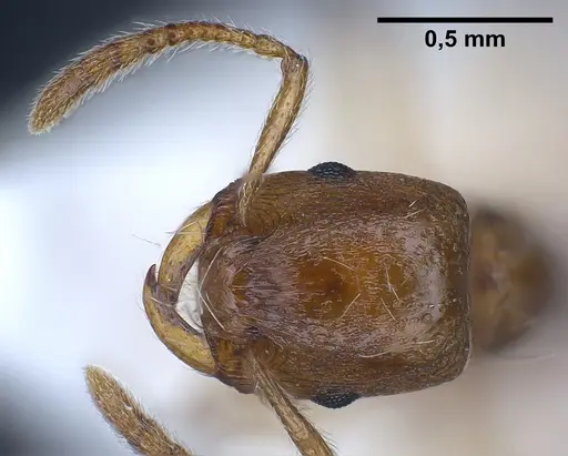 Strongylognathus huberi specimen ANTWEB1041372 image antweb1041372_2