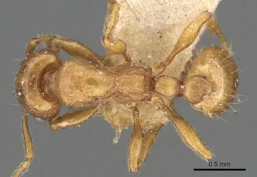 Strongylognathus huberi specimen CASENT0901022 image casent0901022_1