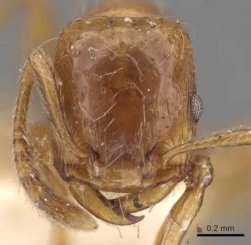 Strongylognathus huberi specimen CASENT0901022 image casent0901022_2