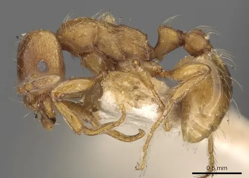 Strongylognathus huberi specimen CASENT0901022 image casent0901022_3