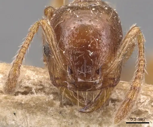 Strongylognathus huberi specimen CASENT0904864 image casent0904864_2