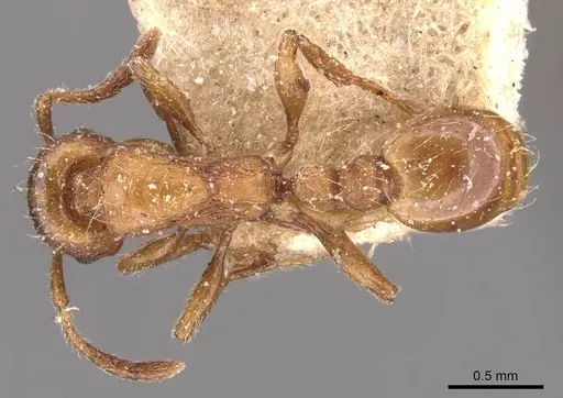 Strongylognathus huberi specimen CASENT0905776 image casent0905776_1