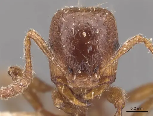 Strongylognathus huberi specimen CASENT0905776 image casent0905776_2