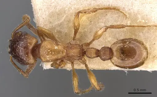 Strongylognathus huberi specimen CASENT0909177 image casent0909177_1