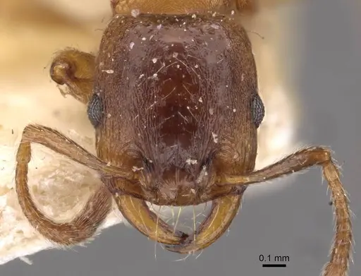 Strongylognathus huberi specimen CASENT0909177 image casent0909177_2