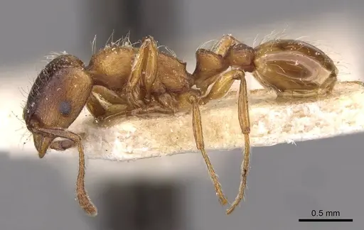 Strongylognathus huberi specimen CASENT0909177 image casent0909177_3