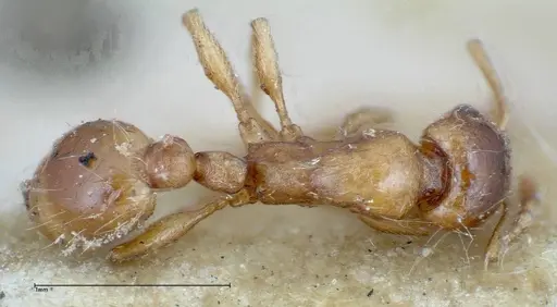 Strongylognathus huberi specimen FOCOL0199 image focol0199_1