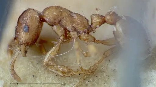 Strongylognathus huberi specimen FOCOL0199 image focol0199_3