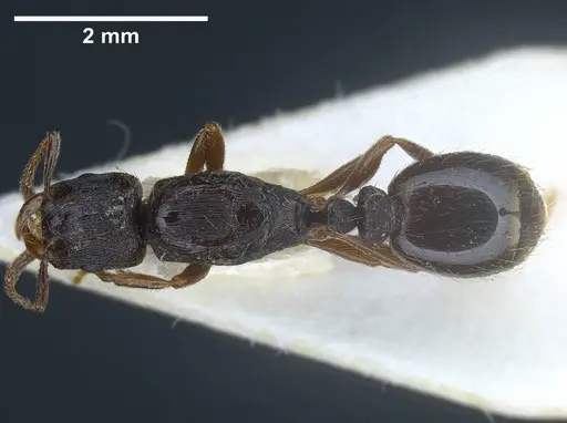 Strongylognathus italicus specimen ANTWEB1038032 image antweb1038032_1