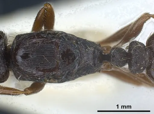 Strongylognathus italicus specimen ANTWEB1038032 image antweb1038032_2