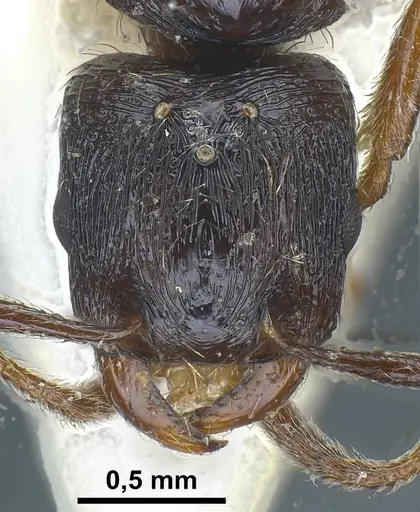 Strongylognathus italicus specimen ANTWEB1038032 image antweb1038032_3
