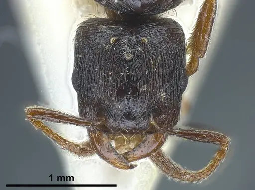Strongylognathus italicus specimen ANTWEB1038032 image antweb1038032_4