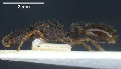 Strongylognathus italicus specimen ANTWEB1038032 image antweb1038032_5