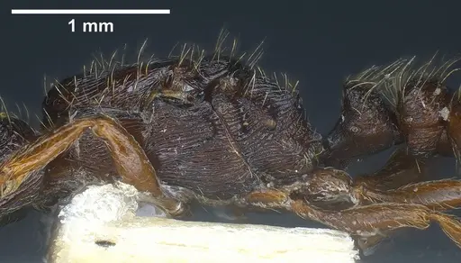 Strongylognathus italicus specimen ANTWEB1038032 image antweb1038032_6