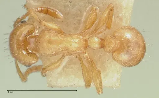 Strongylognathus karawajewi specimen FOCOL2022 image focol2022_1
