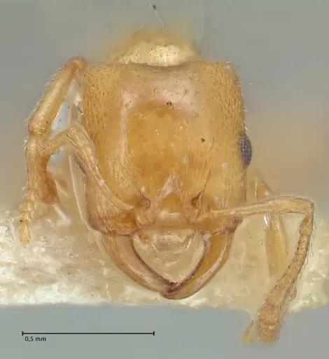 Strongylognathus karawajewi specimen FOCOL2022 image focol2022_2