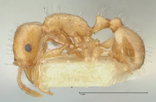 Strongylognathus karawajewi specimen FOCOL2022 image focol2022_3