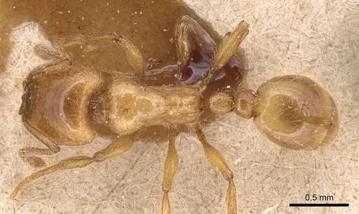 Strongylognathus kervillei specimen CASENT0904870 image casent0904870_1