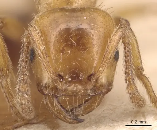 Strongylognathus kervillei specimen CASENT0904870 image casent0904870_2