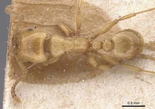 Strongylognathus kervillei specimen CASENT0913976 image casent0913976_1