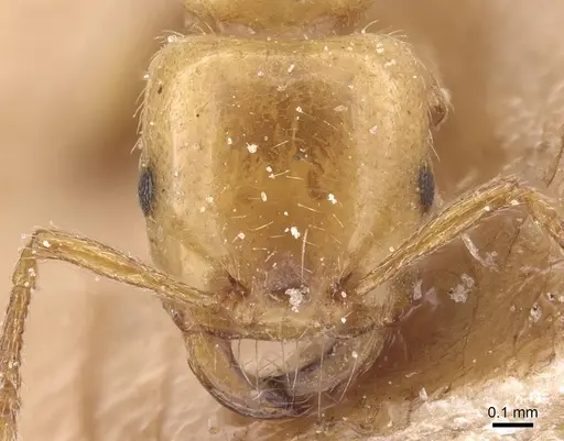Strongylognathus kervillei specimen CASENT0913976 image casent0913976_2