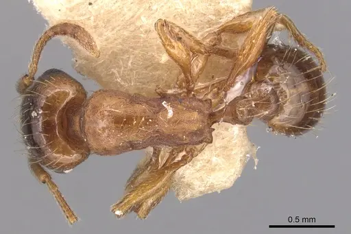 Strongylognathus koreanus specimen CASENT0904871 image casent0904871_1