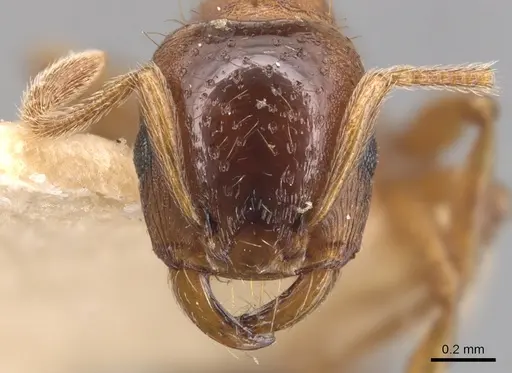 Strongylognathus koreanus specimen CASENT0904871 image casent0904871_2