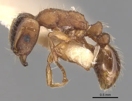Strongylognathus koreanus specimen CASENT0904871 image casent0904871_3