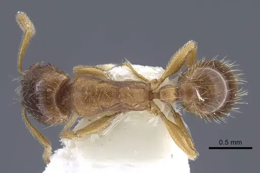 Strongylognathus koreanus specimen CASENT0916959 image casent0916959_1