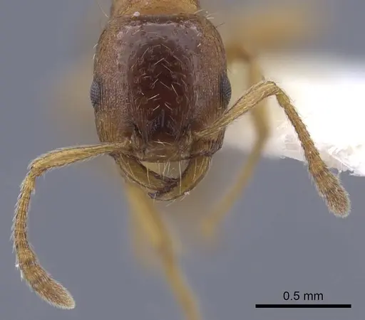 Strongylognathus koreanus specimen CASENT0916959 image casent0916959_2