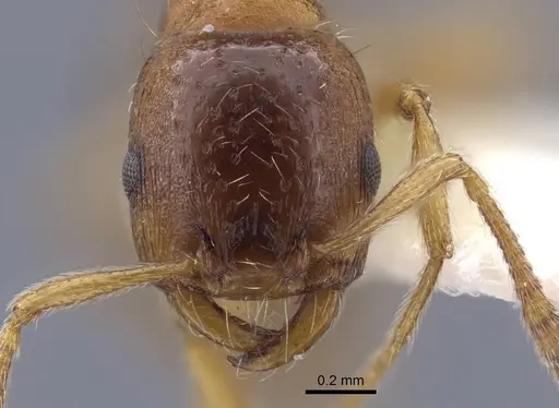 Strongylognathus koreanus specimen CASENT0916959 image casent0916959_3
