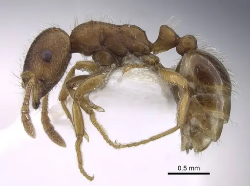 Strongylognathus koreanus specimen CASENT0916959 image casent0916959_4