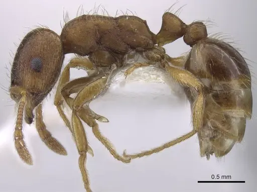 Strongylognathus koreanus specimen CASENT0916959 image casent0916959_5