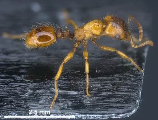Strongylognathus kratochvili specimen ANTWEB1041373 image antweb1041373_1