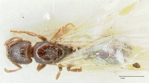 Strongylognathus kratochvili specimen FOCOL2113-1 image focol2113-1_1