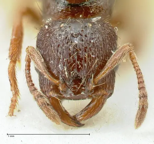 Strongylognathus kratochvili specimen FOCOL2113-1 image focol2113-1_2