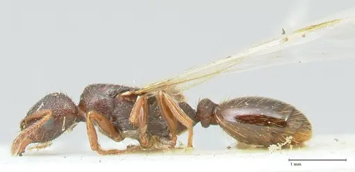 Strongylognathus kratochvili specimen FOCOL2113-1 image focol2113-1_3