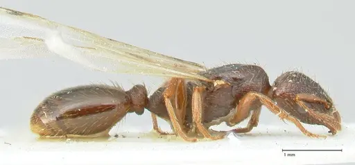 Strongylognathus kratochvili specimen FOCOL2113-1 image focol2113-1_4