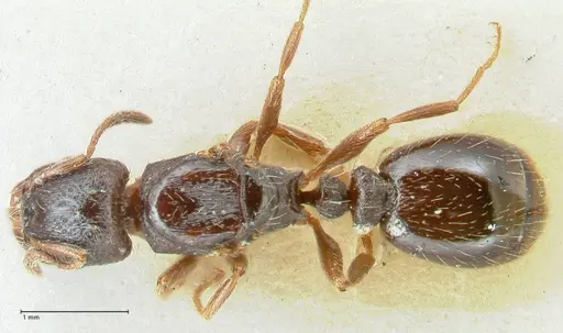 Strongylognathus kratochvili specimen FOCOL2113-2 image focol2113-2_1