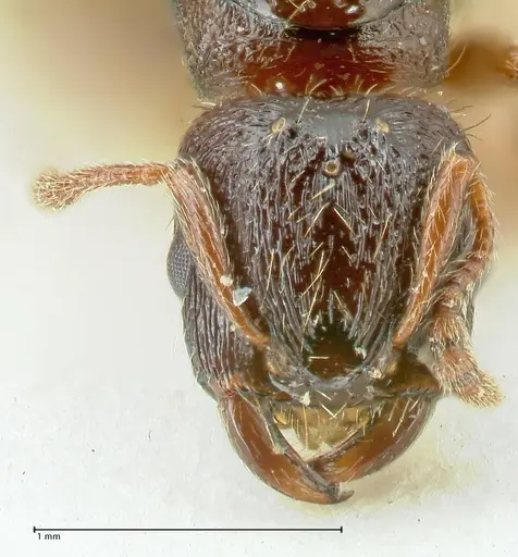 Strongylognathus kratochvili specimen FOCOL2113-2 image focol2113-2_2