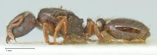 Strongylognathus kratochvili specimen FOCOL2113-2 image focol2113-2_3