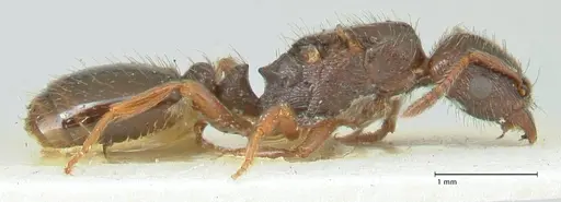 Strongylognathus kratochvili specimen FOCOL2113-2 image focol2113-2_4