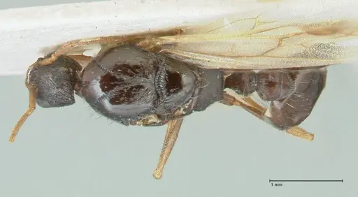 Strongylognathus kratochvili specimen FOCOL2114-1 image focol2114-1_1