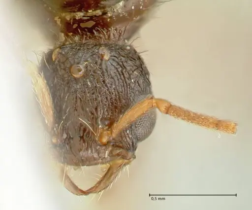 Strongylognathus kratochvili specimen FOCOL2114-1 image focol2114-1_2