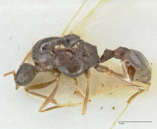Strongylognathus kratochvili specimen FOCOL2114-1 image focol2114-1_3
